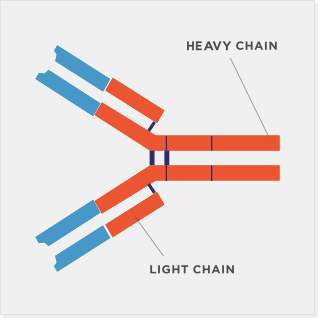Illustration of immunoglobulin heavy chain and light chain.